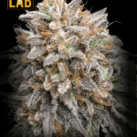 Bubba Gift Feminized Seed