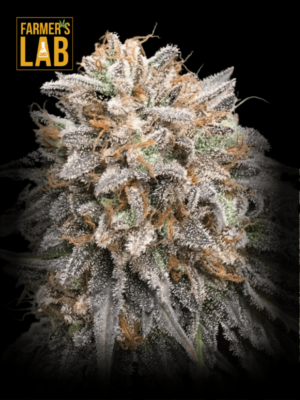 Farmer's lab offers a selection of Bubba Gift Feminized Seeds, including the highly popular Bubba Gift strain.