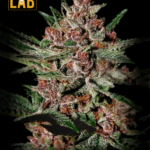 Bubba Kush Feminized Seed