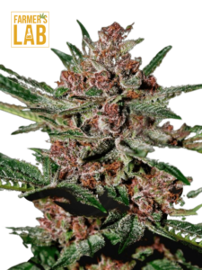 Buy Farm Lab feminized cannabis seeds, including the popular Bubba Kush Feminized Seeds strain.