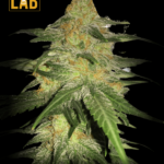 Bubblegum Autoflower Seeds