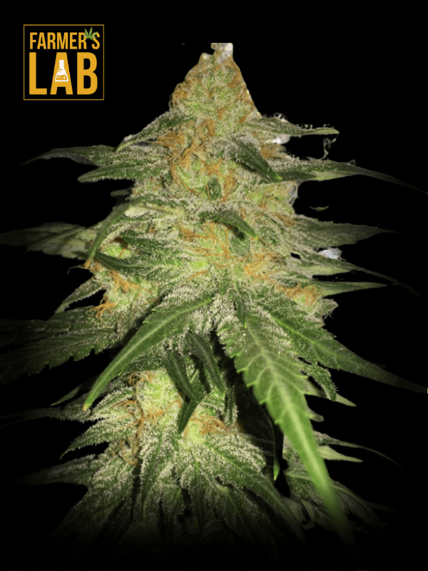 Farmer's lab feminized seeds for Bubblegum Autoflower Seeds.