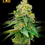 Bubblegum Haze Feminized Seeds