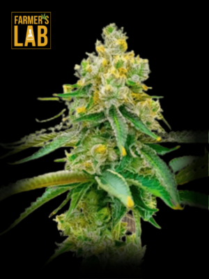 Farmer's lab offers a wide selection of feminized seeds, including popular strains like Bubblegum Haze Feminized Seeds.