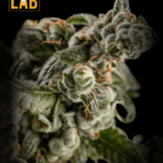 CBD Cafe Racer Seeds (-0,2% THC)