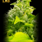 CBD Candyland Seeds (1:1)