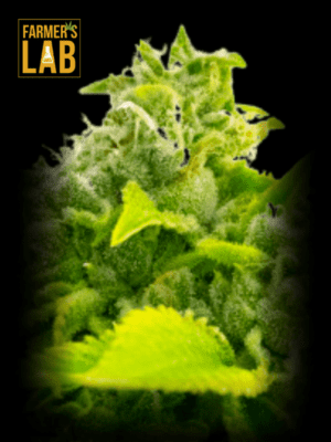 Farmer's lab feminized CBD Candyland Seeds (1:1) for CBD-rich cannabis strains.