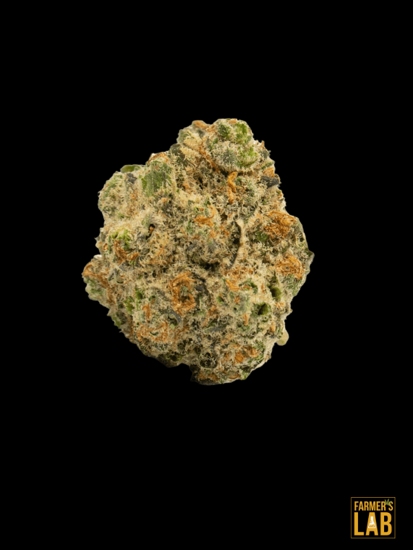 A green CBD Candyland Seeds (1:1) flower on a black background, showcasing its vibrant hues and natural beauty.