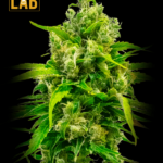 Carmagnola CBD Seeds