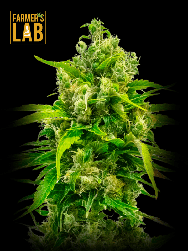 Farmer's lab feminized Carmagnola CBD seeds.