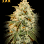 CBD Chemdog #4 Seed (1:1)