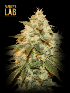 Farmer's lab feminized seeds, CBD Chemdog #4 Seeds (1:1).