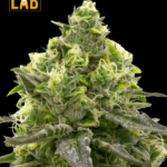 CBD Harlequin Kimbo Kush Fast Version Seeds