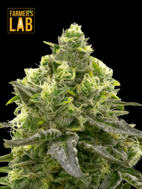 Farmer's lab CBD Harlequin Kimbo Kush Fast Version feminized seeds.