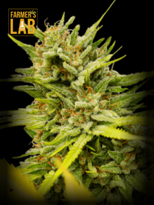 Farmer's lab CBD Very Cherry Berry Seeds, infused with the benefits of CBD (CBD:14%-18%/ THC:0.2%-04%).