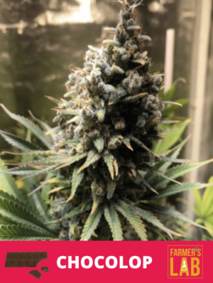 Chocolope Fem sativa feminized Chocolope Fem seeds.