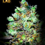 Candy Kush Feminized Seeds