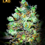 Candy Kush Fast Version Seeds