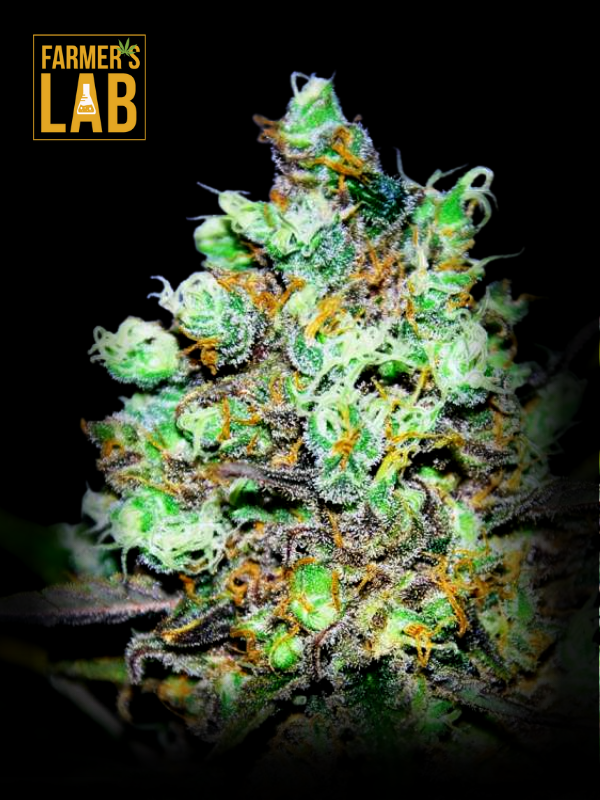 A Candy Kush Fast Version Seeds cannabis plant with the words farmer's lab on it.