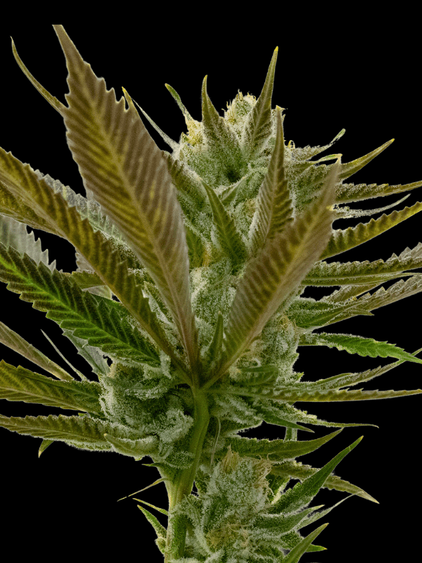 Candy Punch Strain For Sale | Buy Candy Punch Regular Seeds