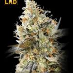 Candyland Feminized Seeds