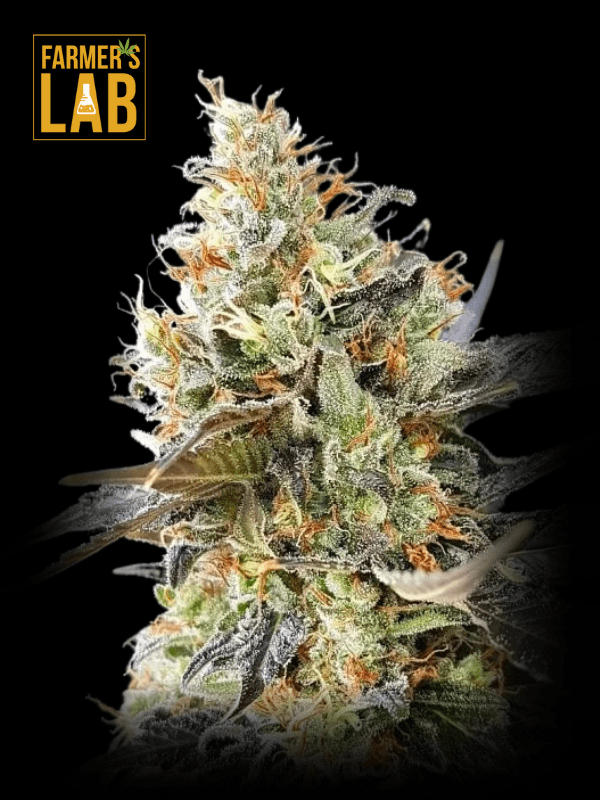 Candyland Feminized Seeds.