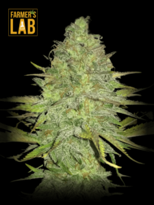 Farmer's lab feminized Auto CBD Cheese Seeds (1:1).