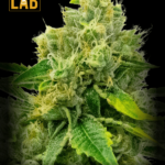 Cheese Diesel Feminized Seed