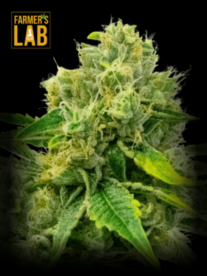 Farmer's lab Cheese Diesel feminized cannabis seeds.