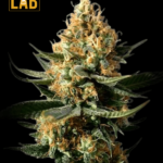 Chemdawg Fast Version Seeds