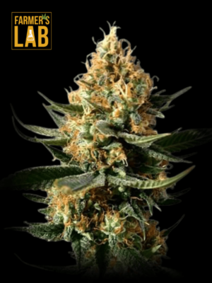 Farmer's lab Chemdog Autoflower Seeds.