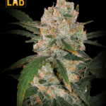 Chemdog Diesel Autoflower Seeds