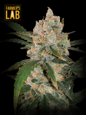 Farmer's lab feminized cannabis seeds offering Chemdog Diesel Autoflower Seeds strains.