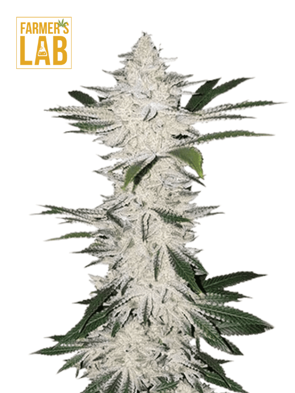 Farm lab offers a special strain of Chemdog 4 feminized seeds, perfect for marijuana enthusiasts.