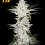 Chemdog 4 Feminized Seeds