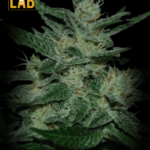 Chocolate Thai Feminized Seeds