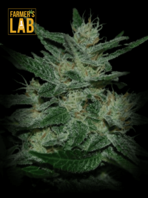 Experience the best of Chocolate Thai Feminized Seeds with Farmer's lab Chocolate Thai.