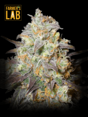 Farmer's lab Chocolope Regular Seeds.