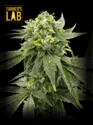 Farmer's lab feminized Chocolope Candy Regular seeds.