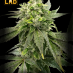 Chocolope x Candy Feminized Seeds