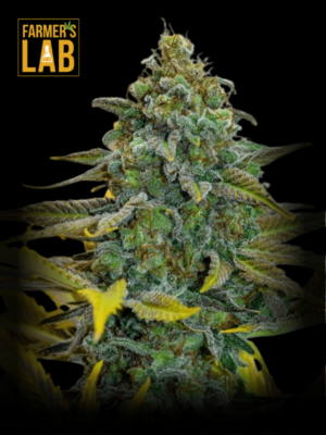 Farmer's lab Cinderella 99 Fast Version seeds.