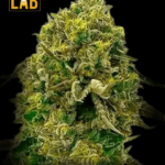 Cinderella99 x Amnesia Haze Feminized Seeds