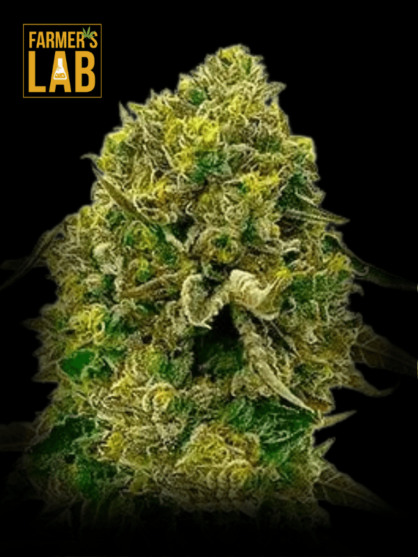 Farmer's lab offers a wide selection of feminized seeds, including the popular strain Cinderella99 x Amnesia Haze Feminized Seeds.