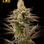 Cinderella99 x Tangilope Feminized Seed