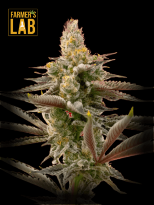 Farmer's lab offers Cinderella99 x Tangilope Feminized Seeds, including varieties such as Tangilope and Cinderella99.