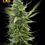 Colombian Gold Autoflower Seeds