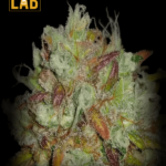 Coma Feminized Seed