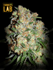 A Critical + Feminized Seeds cannabis plant with the words Farmer's Lab imprinted on it.