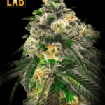 Critical Fast Bud Autoflower Seeds