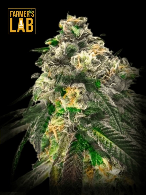 Farmer's lab offers feminized Critical Fast Bud Autoflower seeds, including the popular Critical and Fast Bud strains.